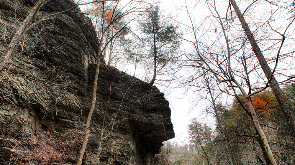 Tree on cliff-.jpg