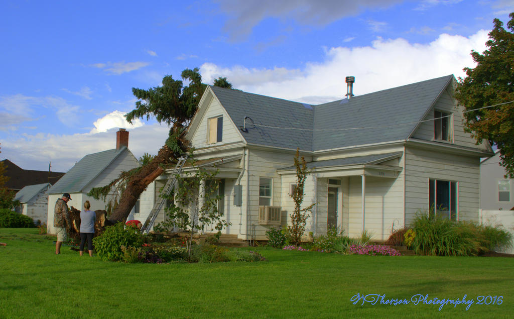 Tree on House 9-22-2016.jpg