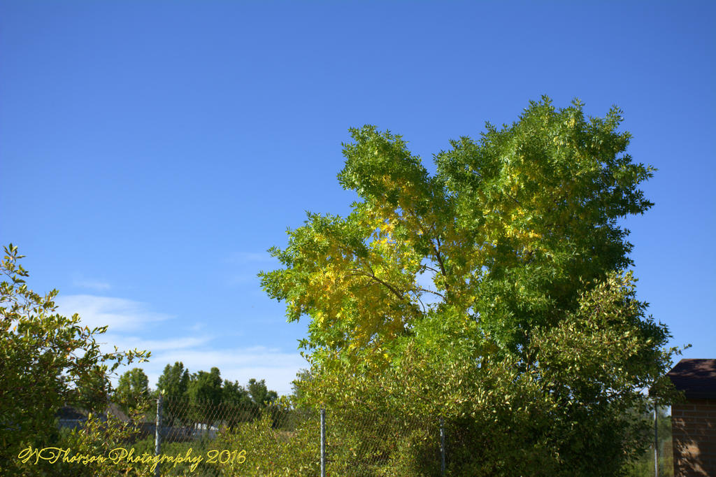 Tree on the Playground #1  8-29-2016.jpg