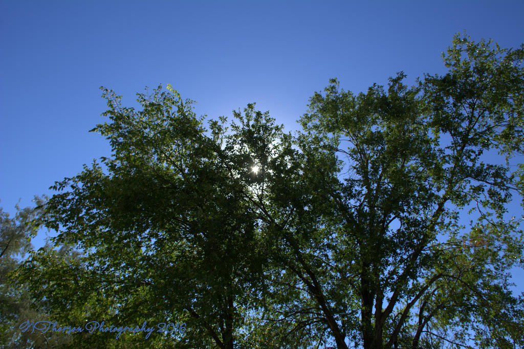 Tree on the Playground #2  8-29-2016.jpg