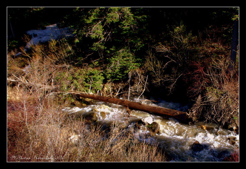 Tree over the Farmington Canyon Creek 5-21-2016.jpg