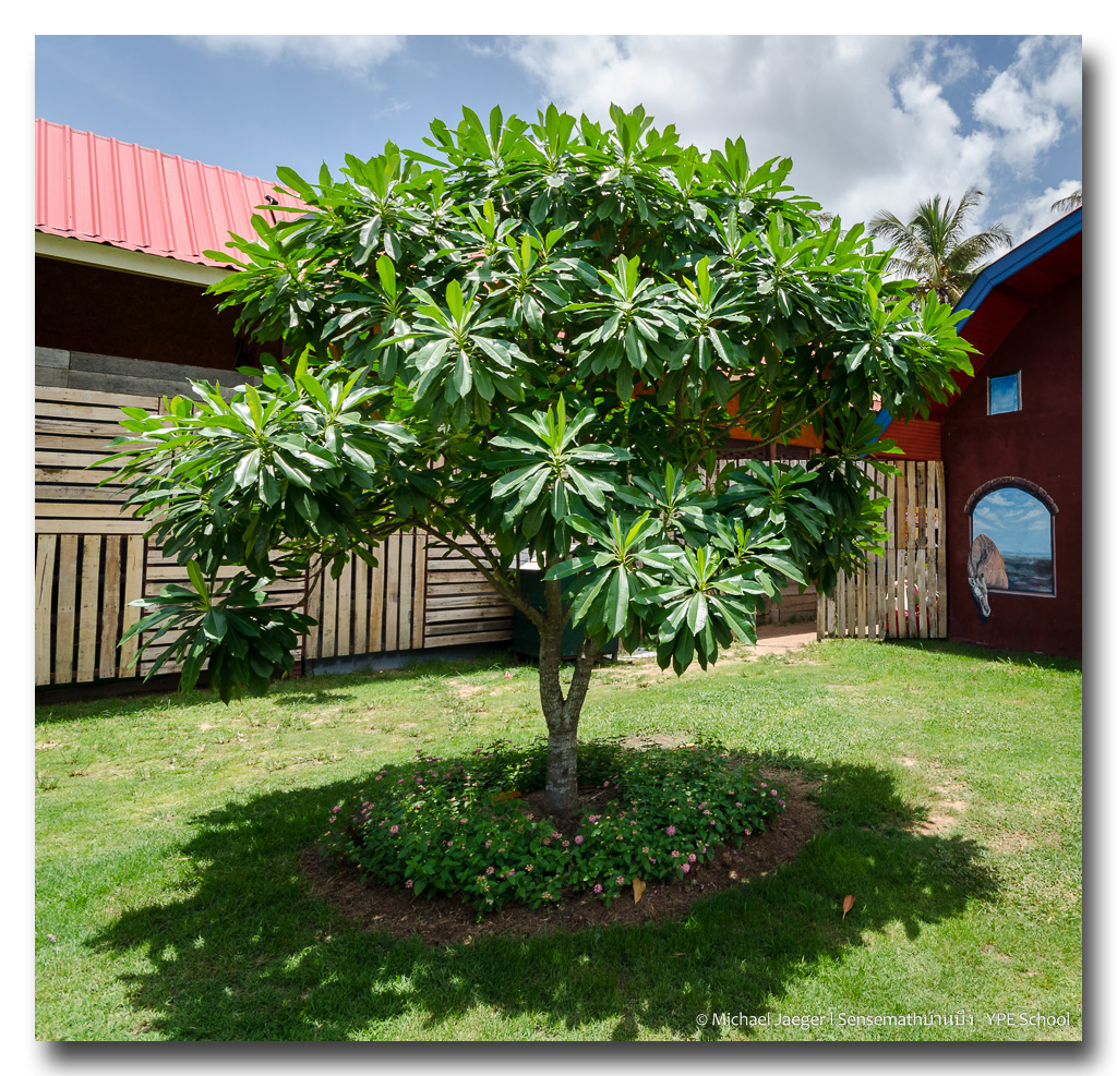 tree-park.jpg