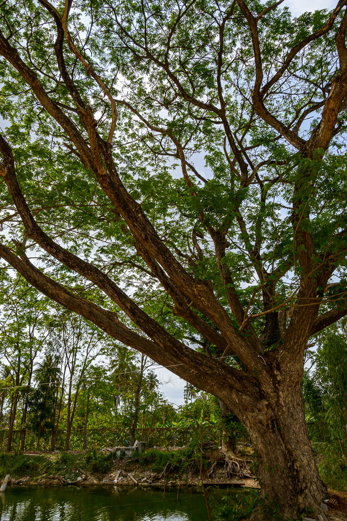 tree-pond-1-3.jpg