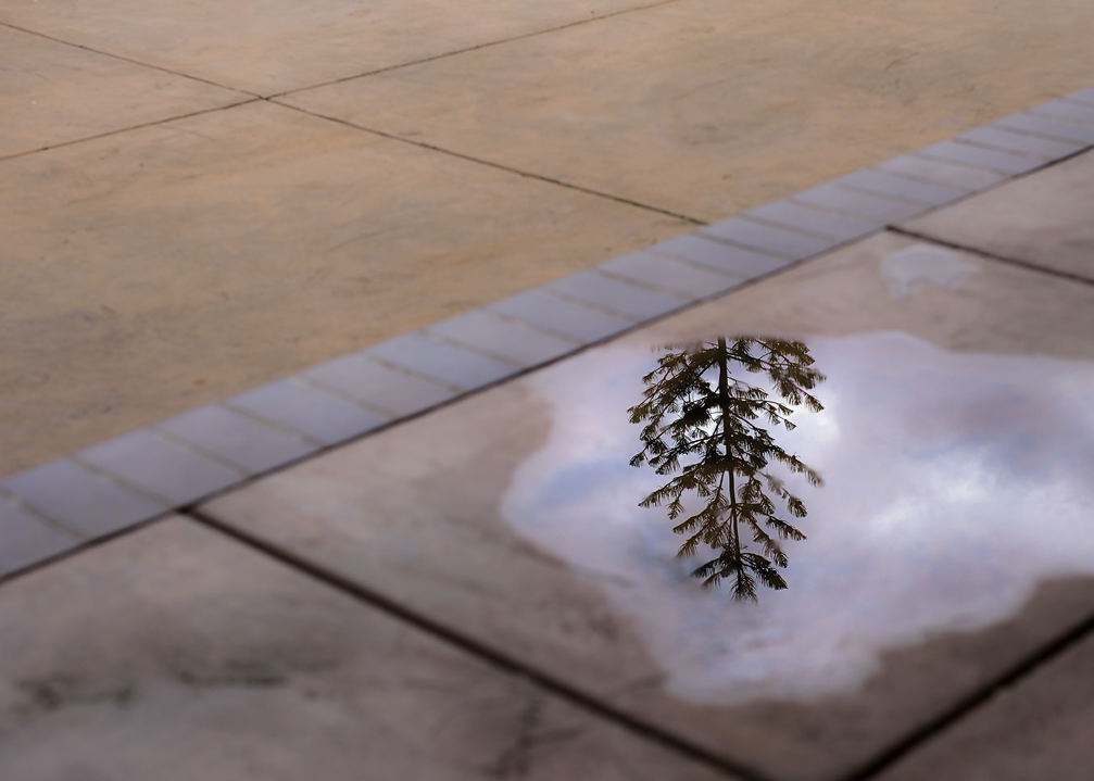 Tree, Rainclouds as Reflected by a Rain Puddle.jpg