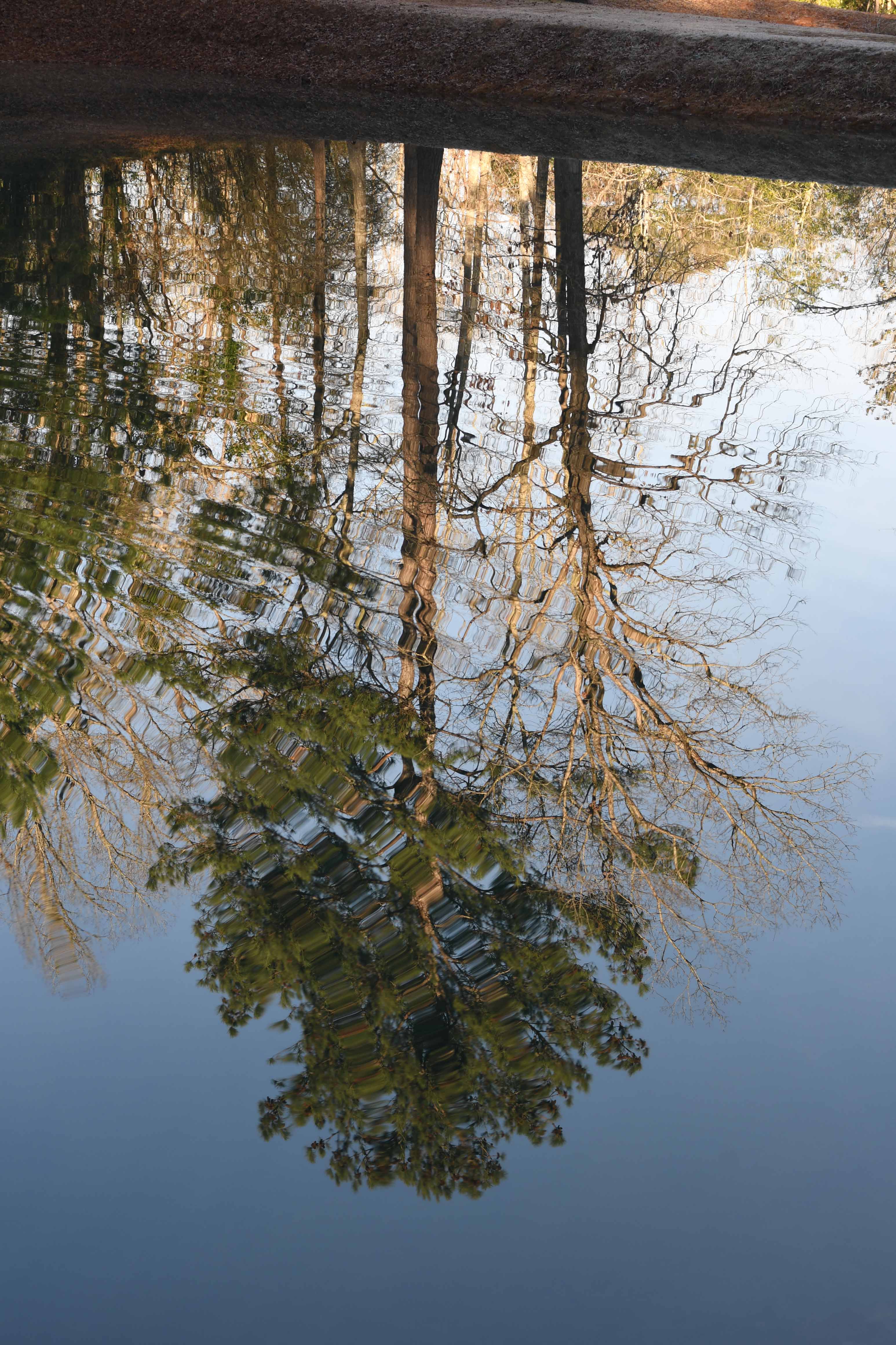 Tree reflection with ripples resized #2.jpg