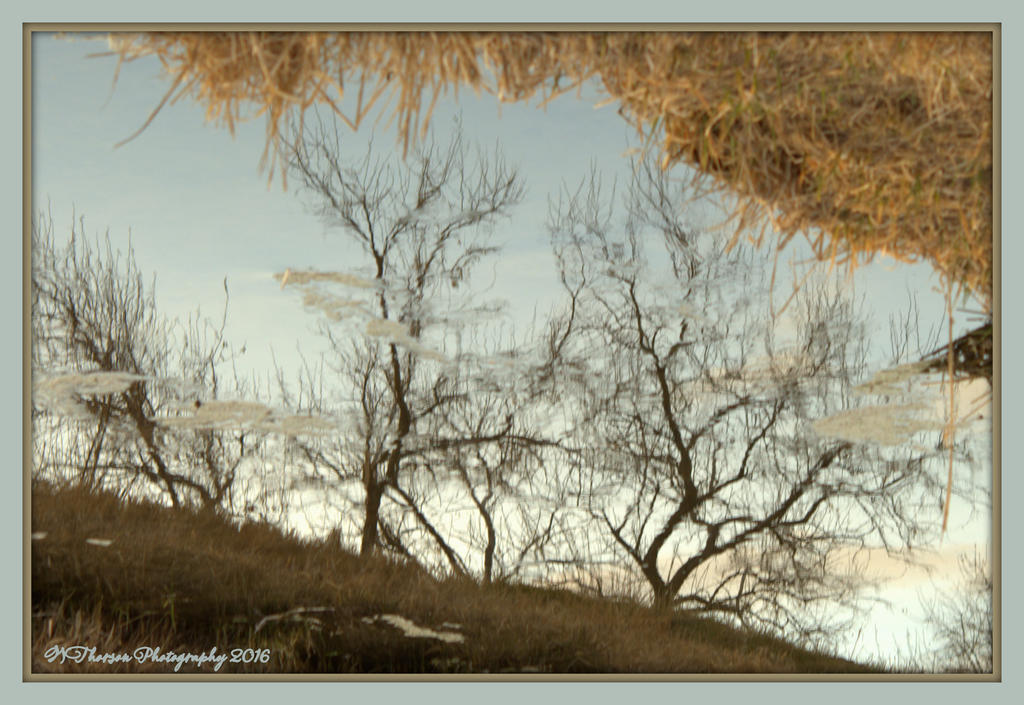 Tree Reflections 2-28-2016.jpg