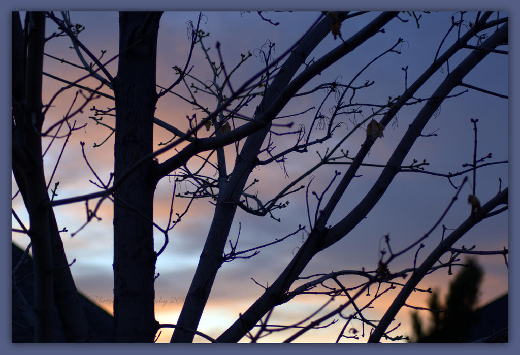 Tree Silhouette at Sunset 3-18-2016.jpg