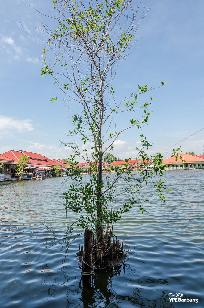 tree-water-1.jpg