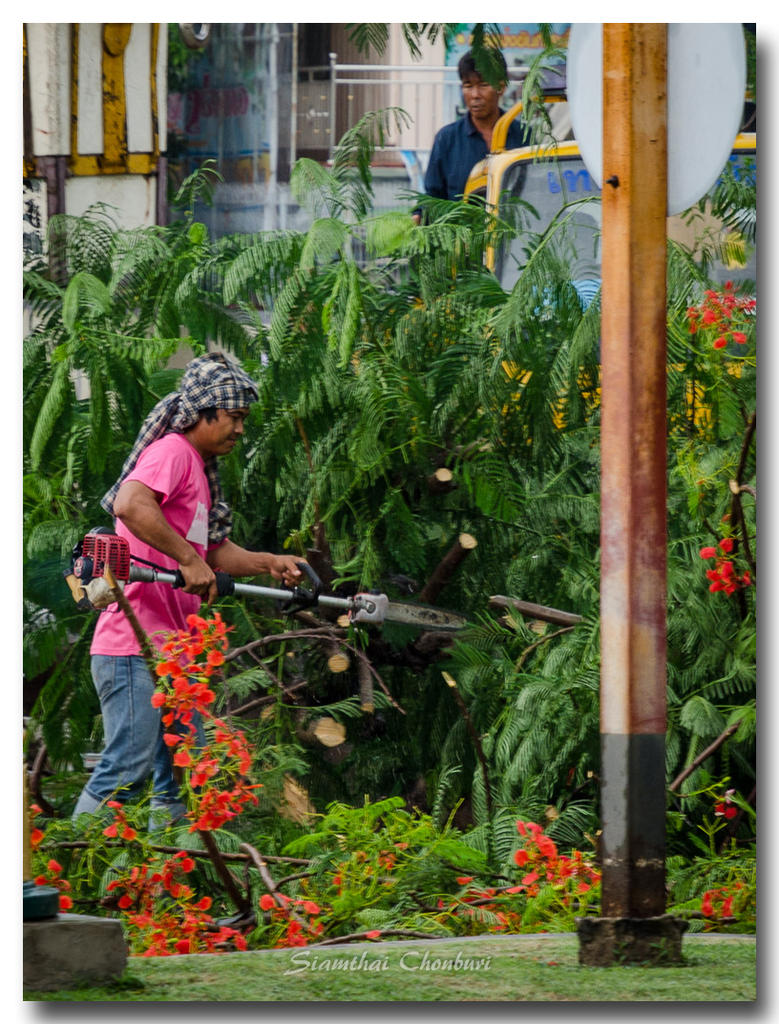 tree-worker.jpg