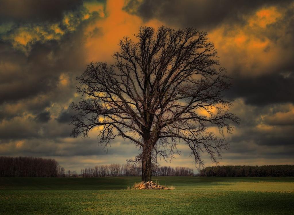 tree1200.jpg