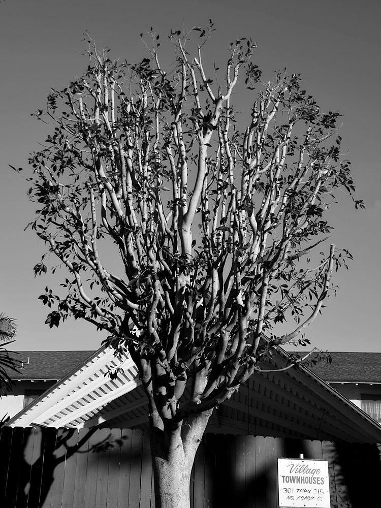 Tree3.jpg