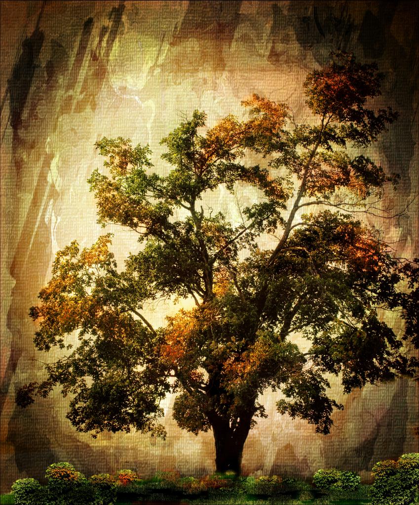 tree9_pe2.jpg