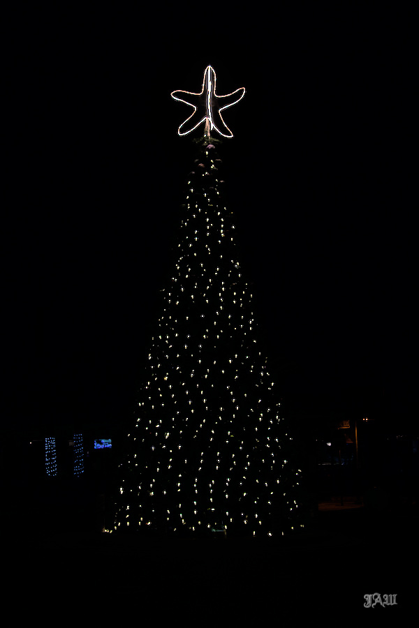 tree_71D_7860.jpg