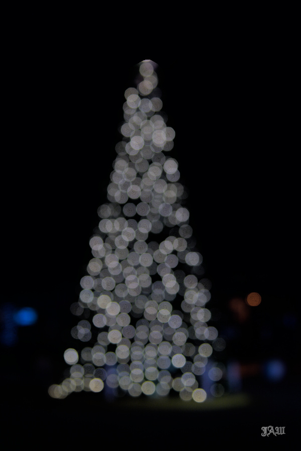tree_71D_7863.jpg