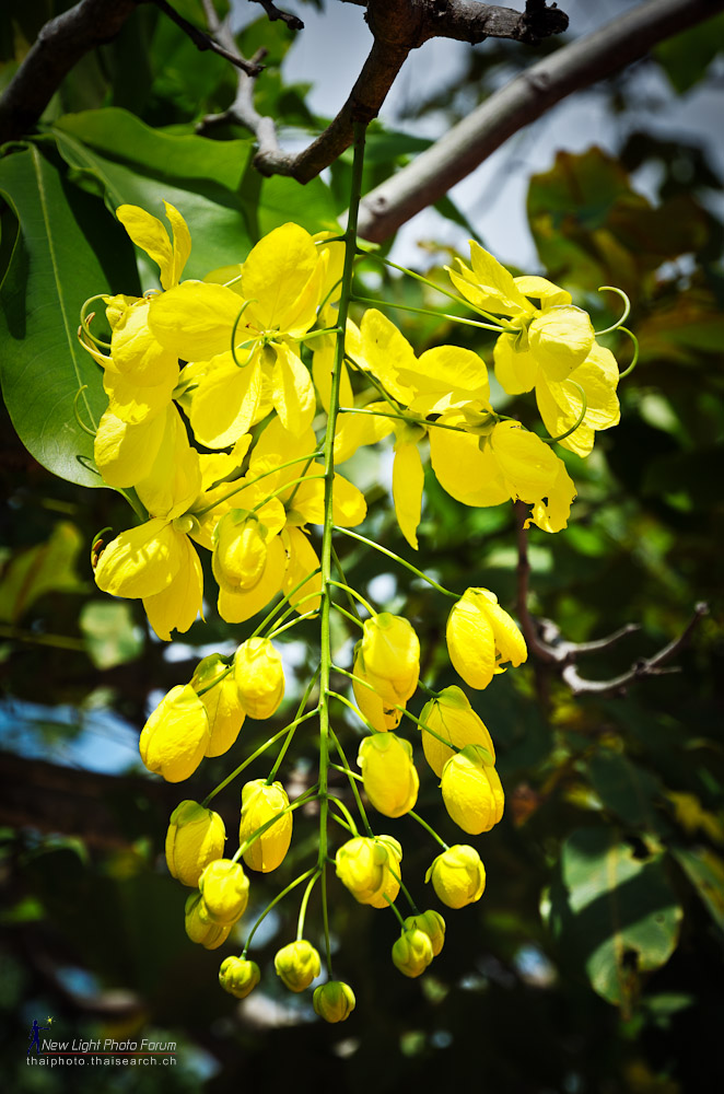 treeblossom-1.jpg