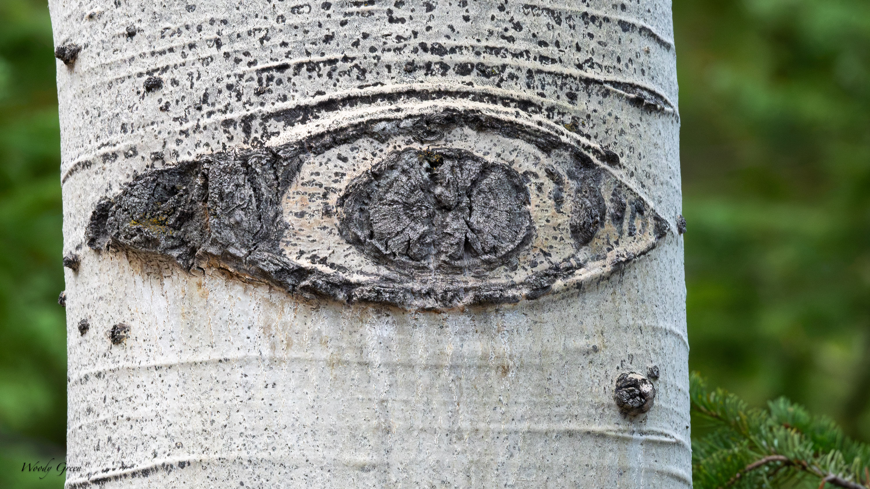 TreeEye-753.jpg