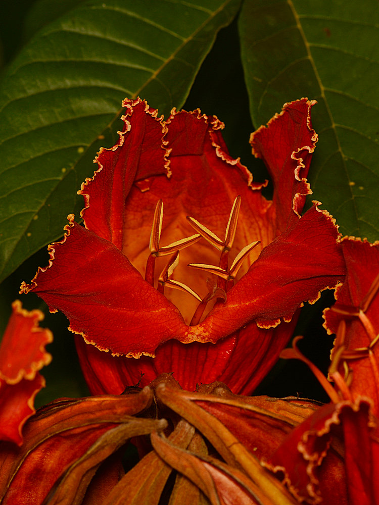 TreeFlower.jpg