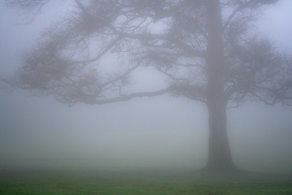 Treefog.jpg