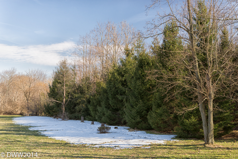 Treeline (1 of 1).jpg