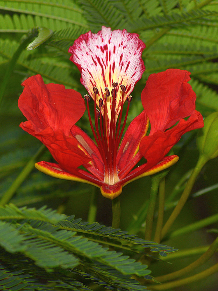 TreeOrchid.jpg