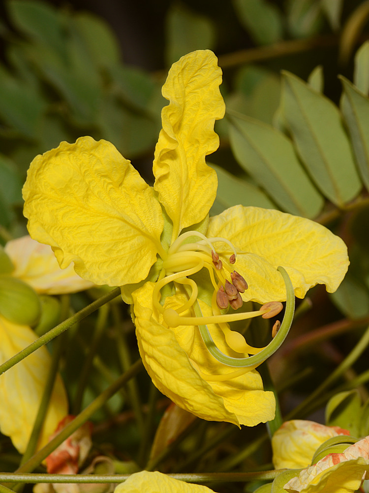 TreeOrchid3.jpg