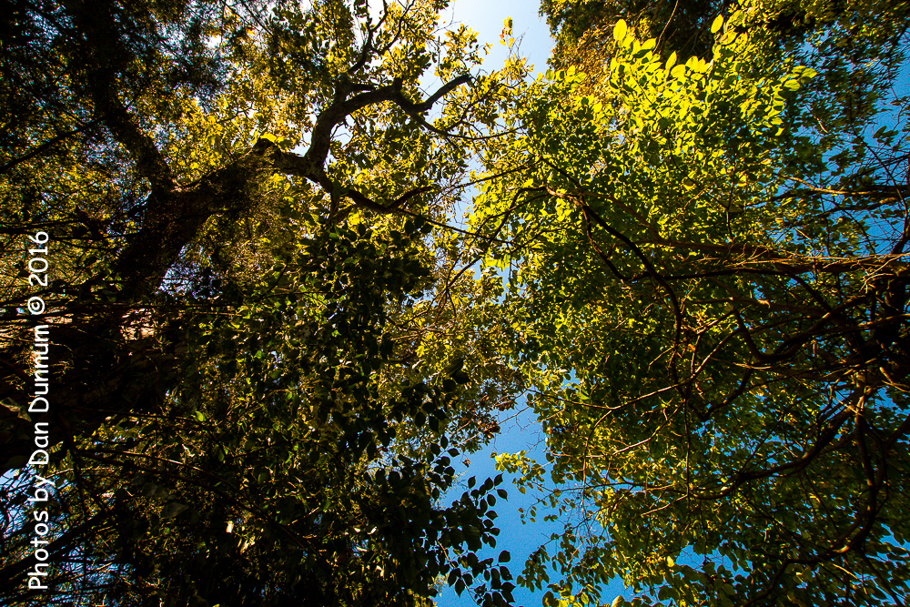 Trees-4056.jpg