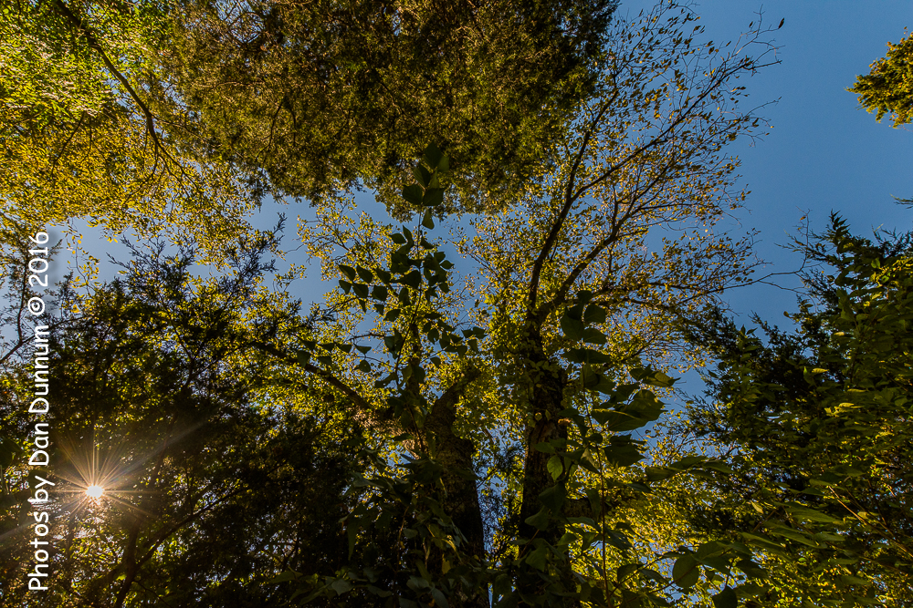 Trees-4061.jpg