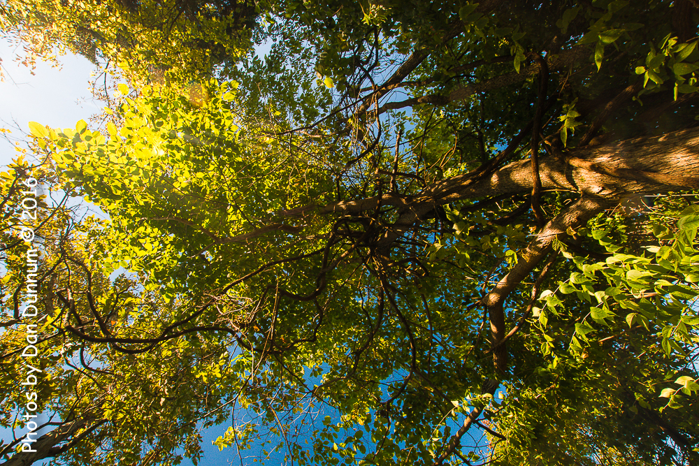 Trees-4065.jpg