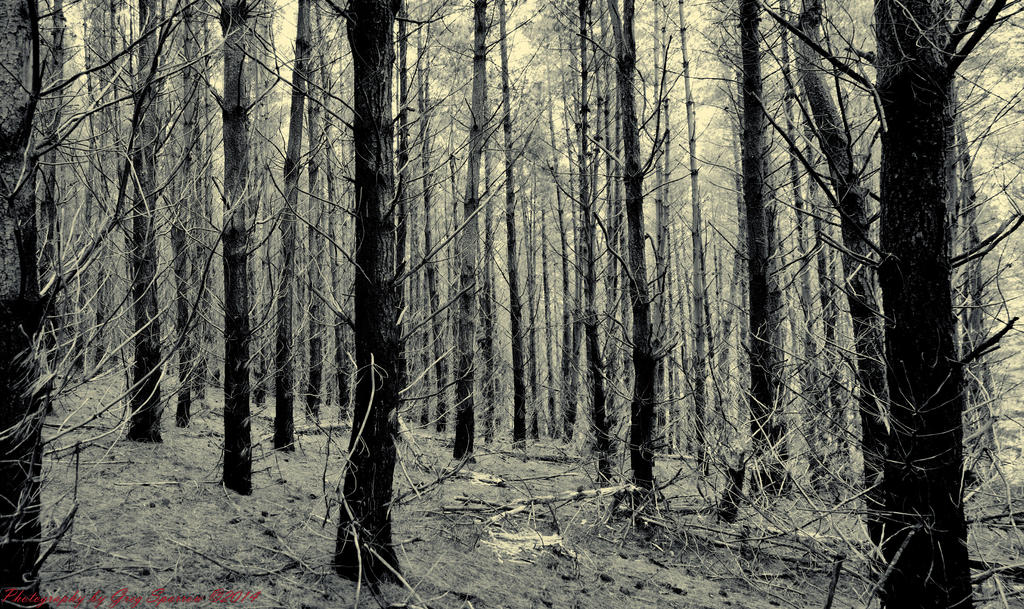 trees-Edit.jpg