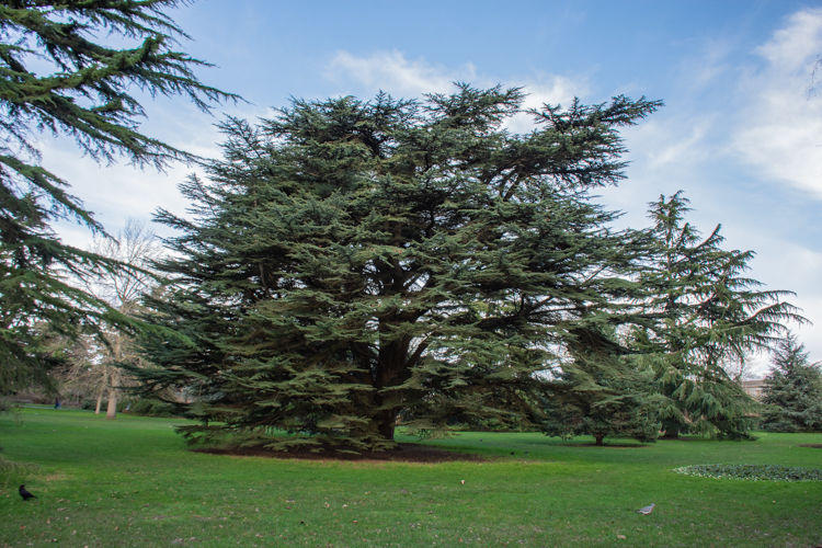 Trees, Greenwich Park.jpg