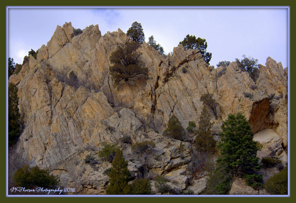 Trees Growing in the Rocks 3-7-2016.jpg
