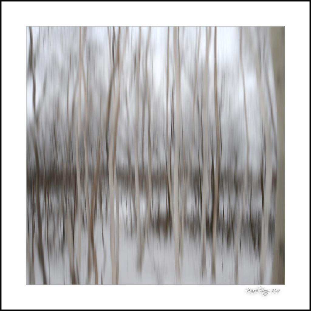 trees in motion.jpg