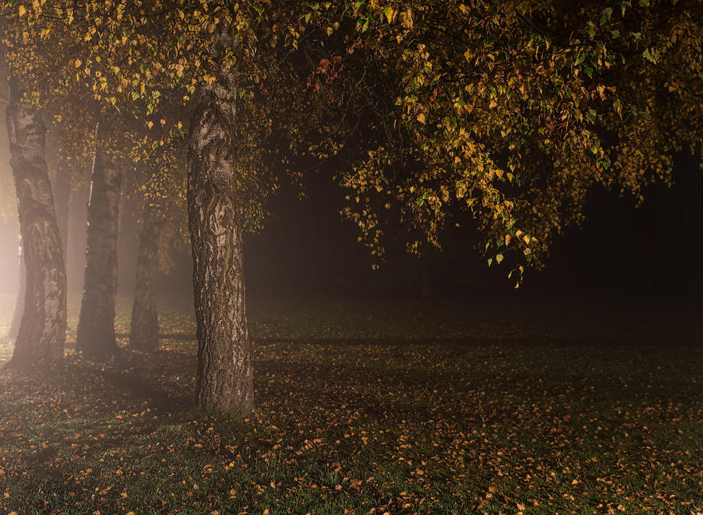 Trees.jpg