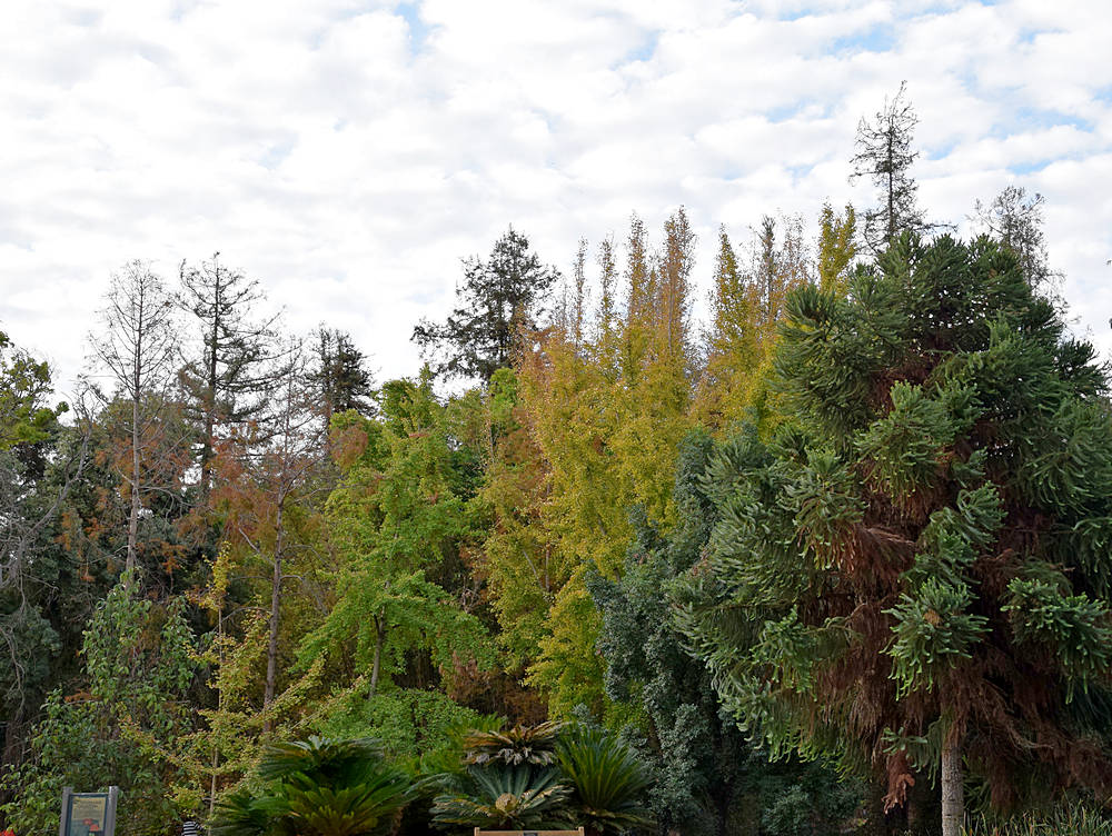 Trees.jpg
