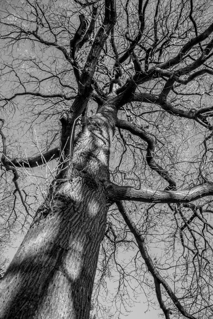 Trees.jpg