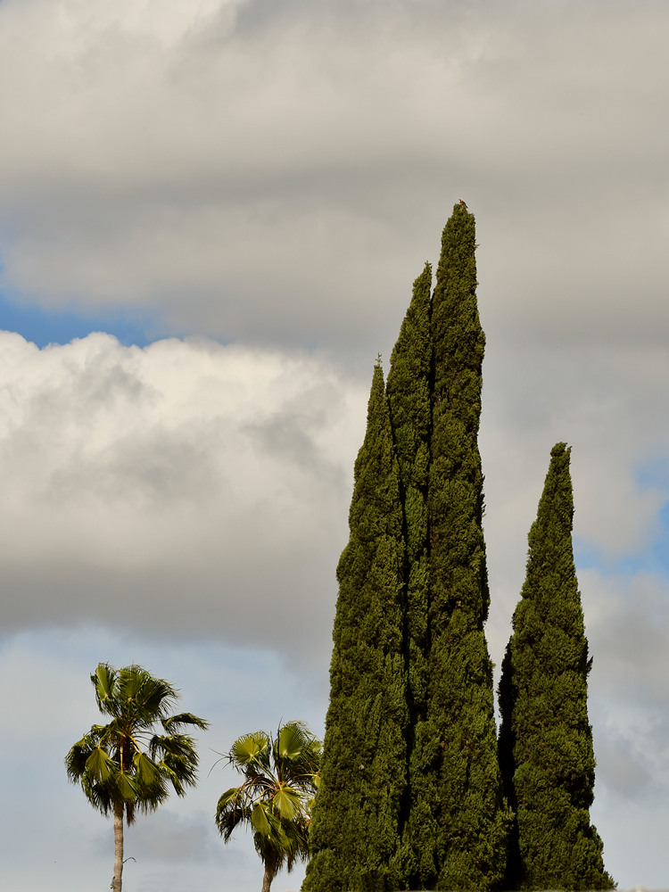 Trees.jpg