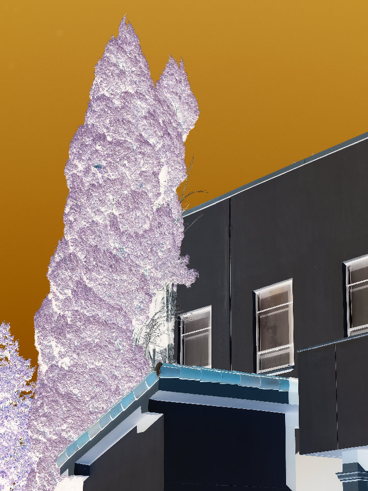 Trees.jpg