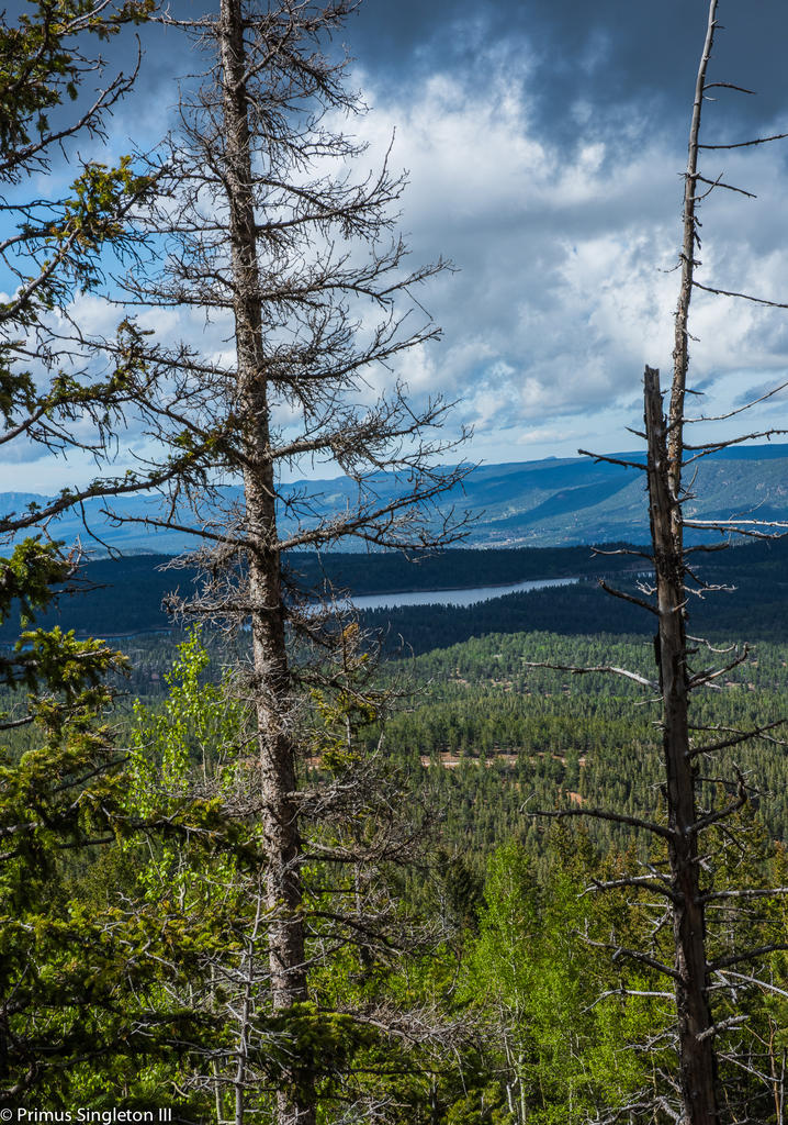 Trees n Lake in distance.jpg