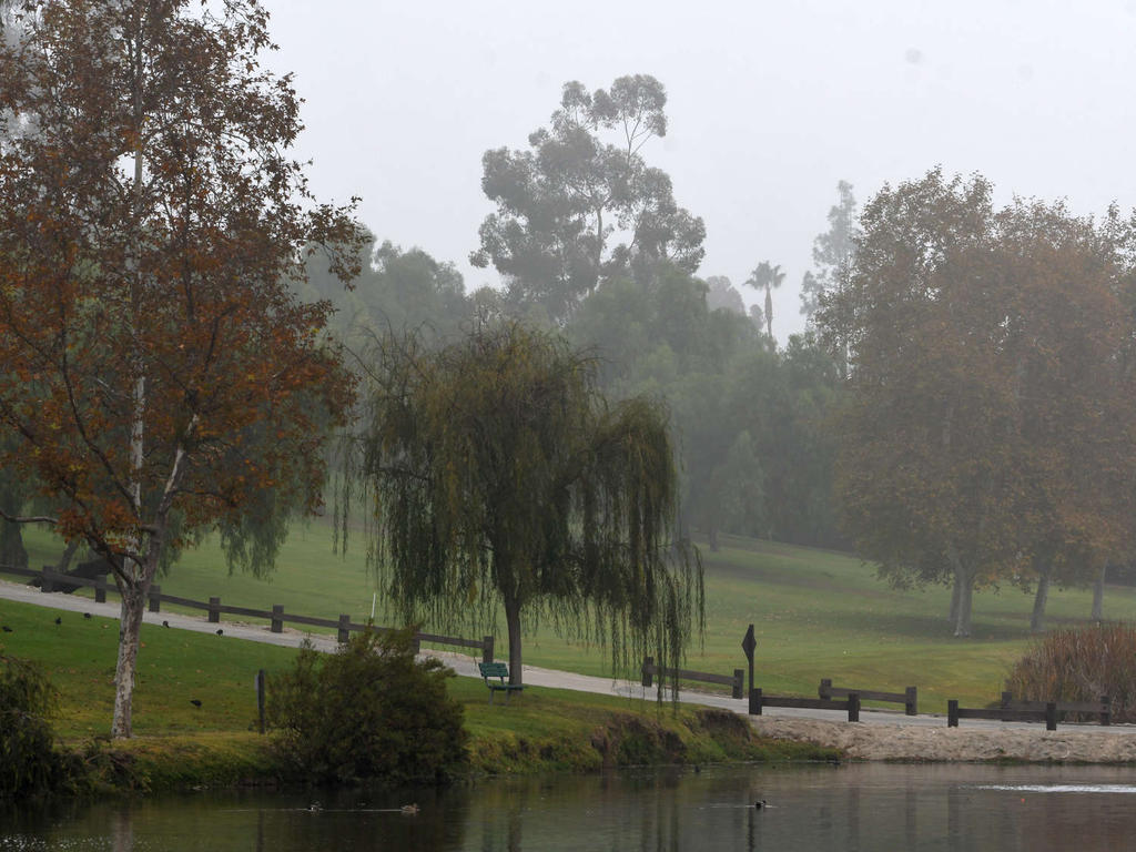 Trees2.jpg