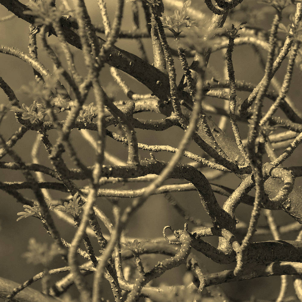 Trees3.jpg