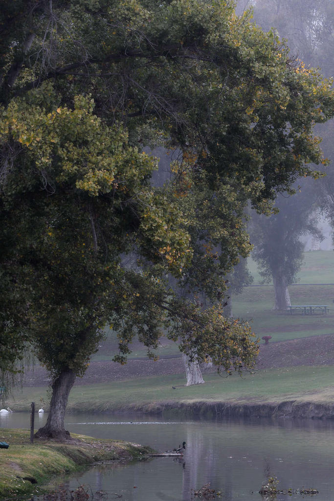 Trees4.jpg