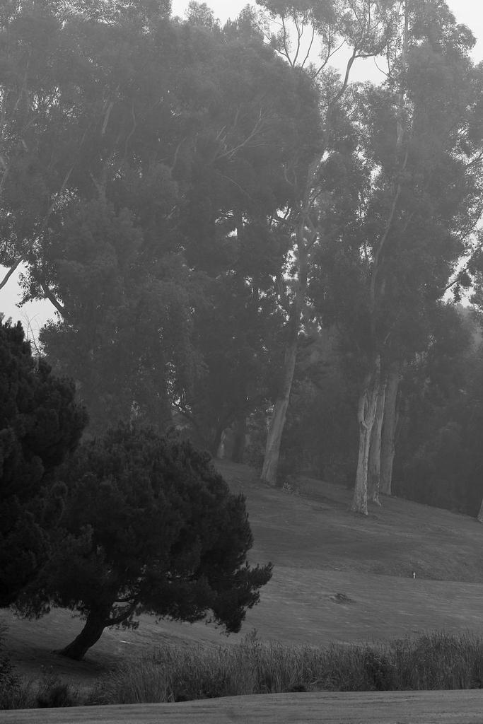Trees5.jpg