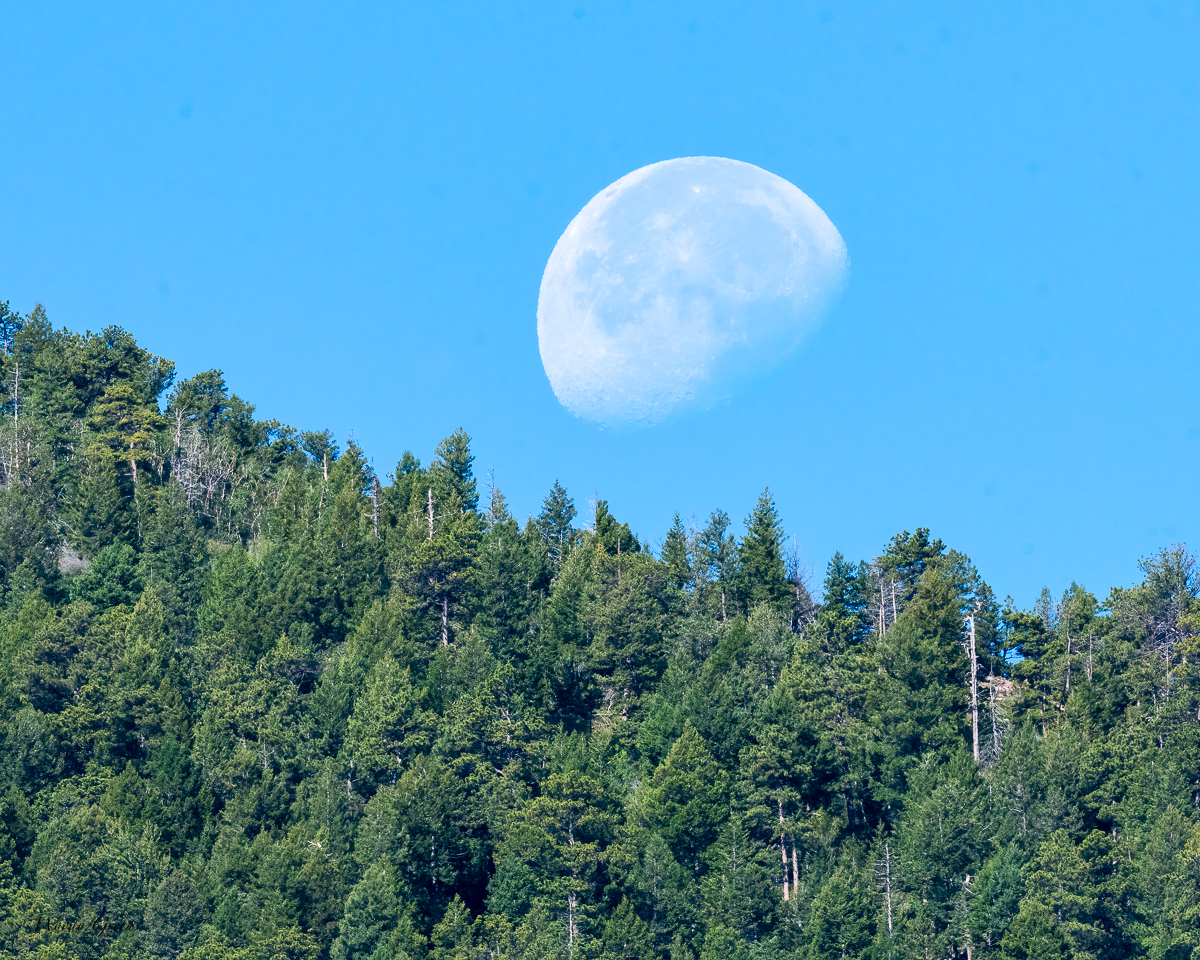 TreesMoonset-700.jpg
