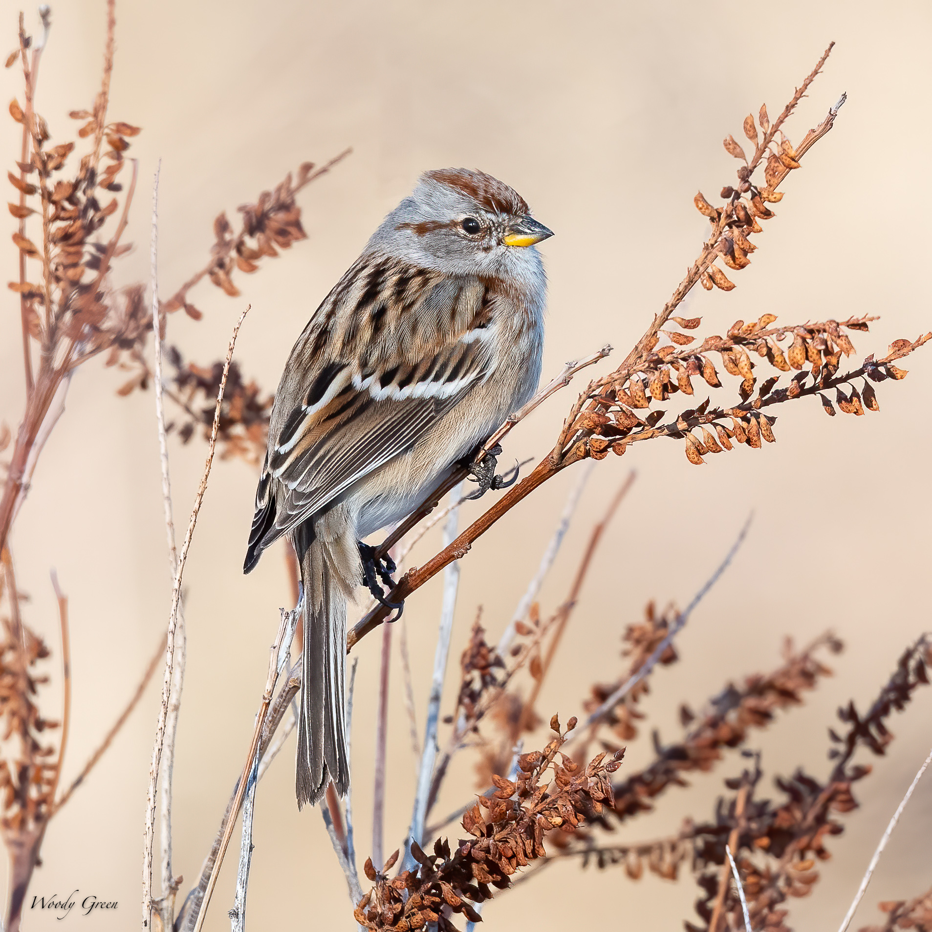 TreeSparrow-572.jpg