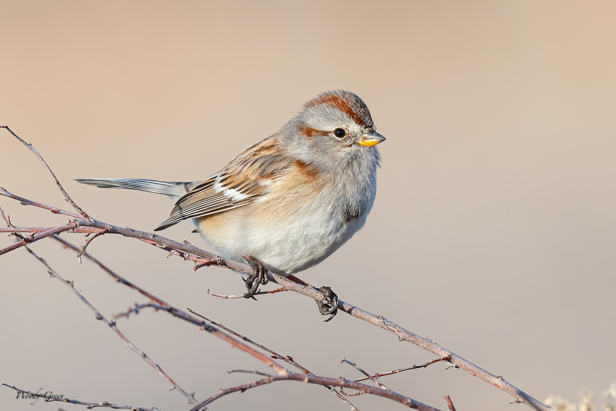 TreeSparrow-573.jpg
