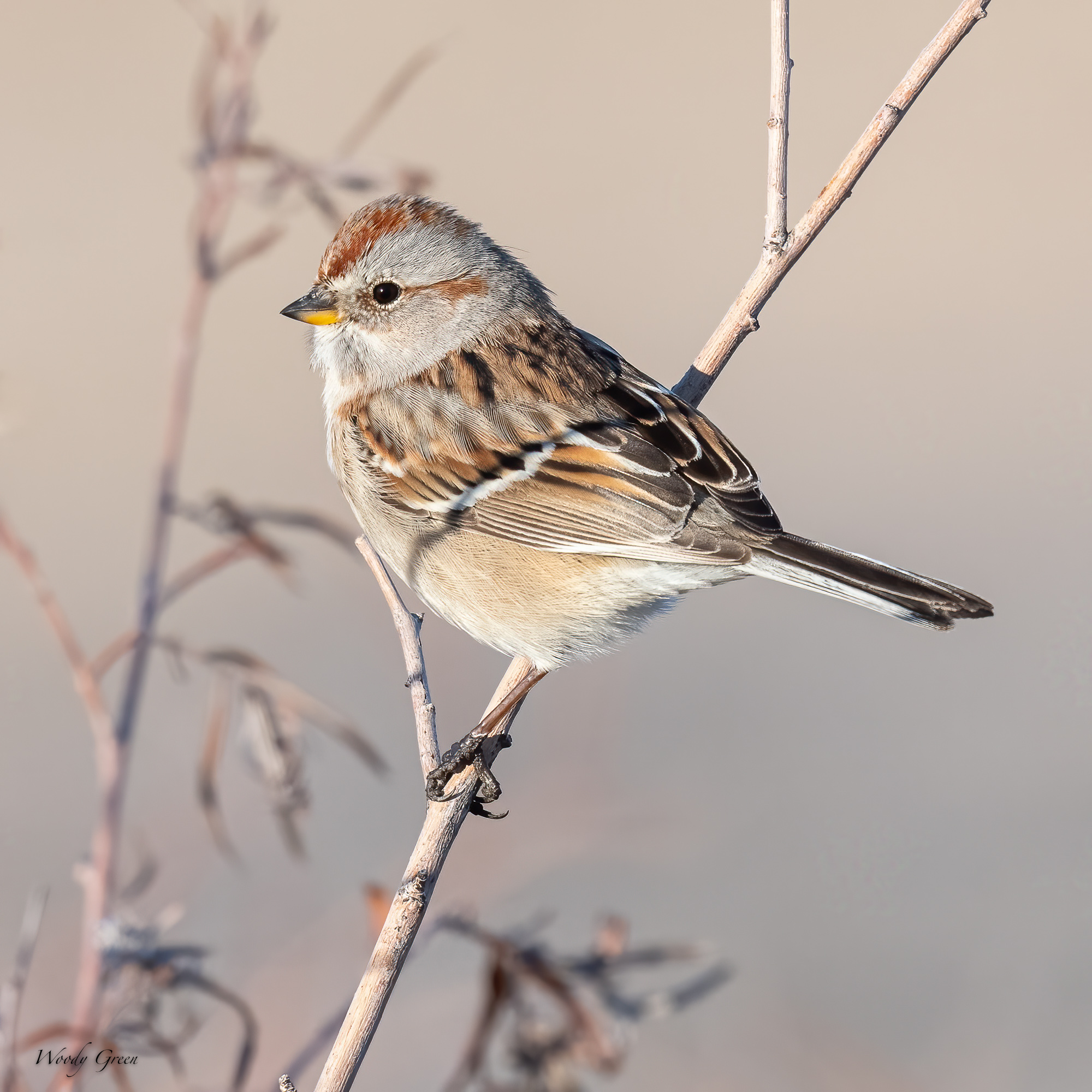 TreeSparrow-574.jpg