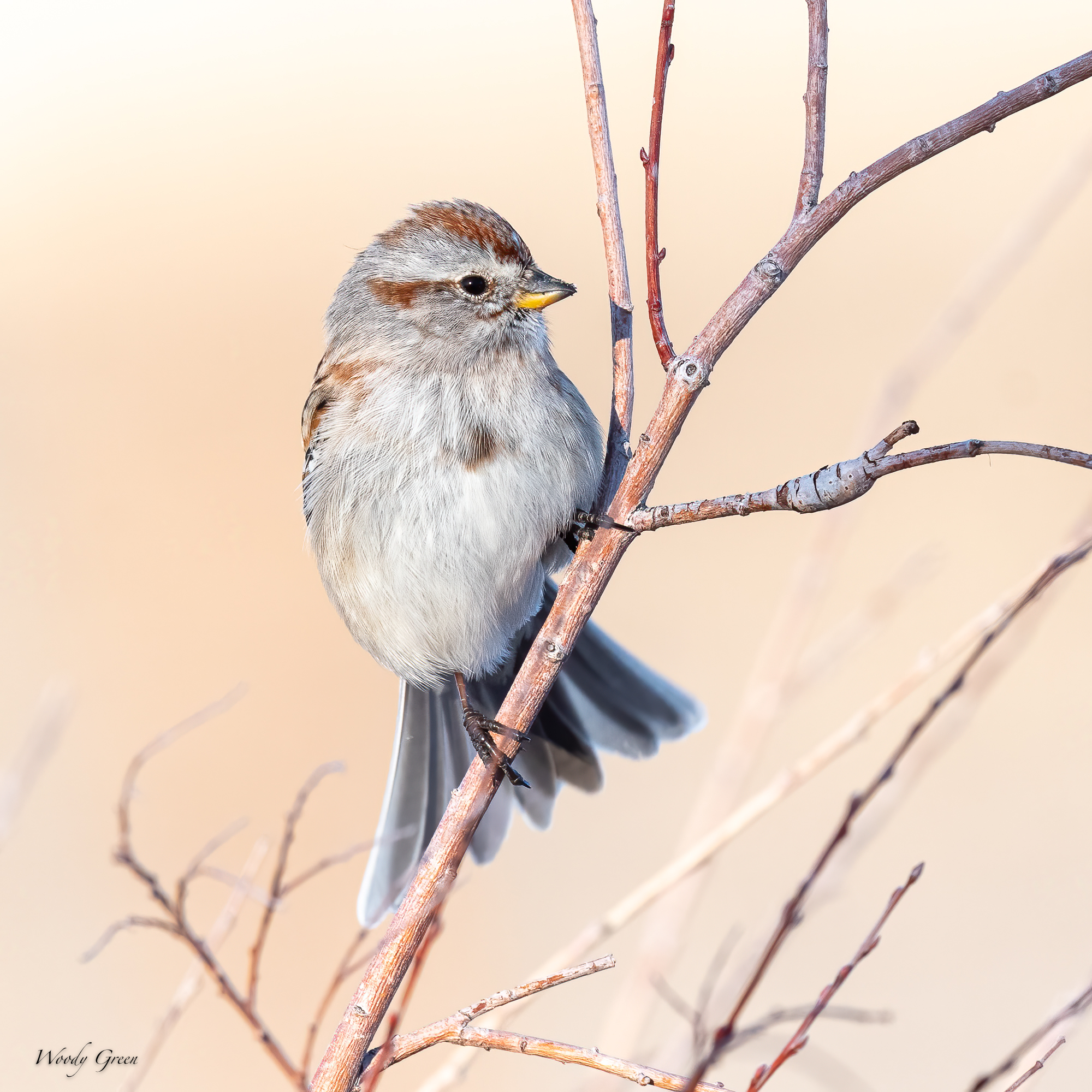 TreeSparrow-575.jpg