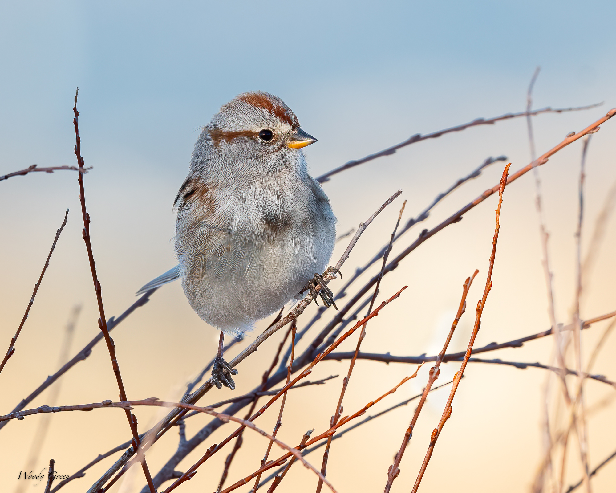TreeSparrow-577.jpg
