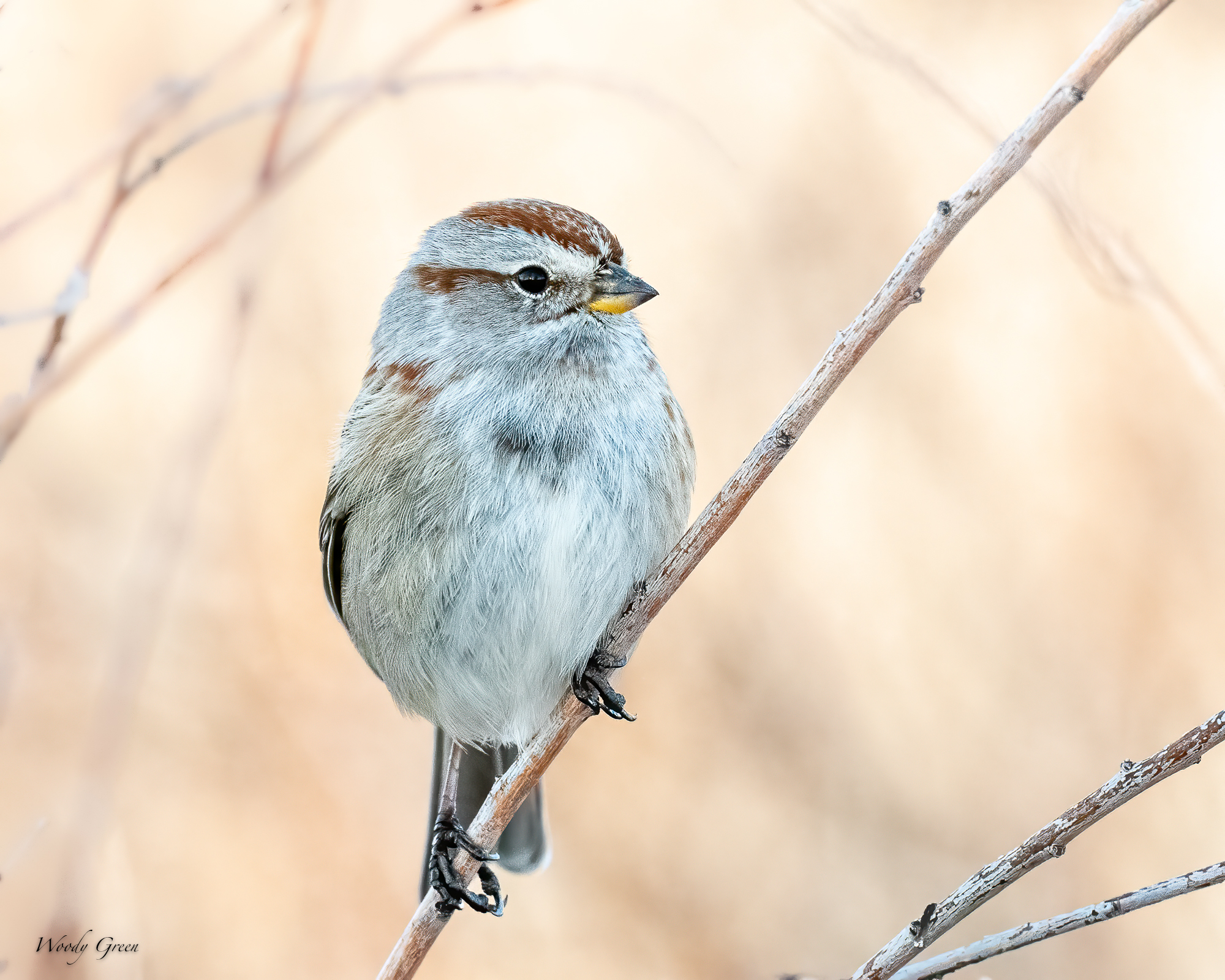 TreeSparrow-579.jpg