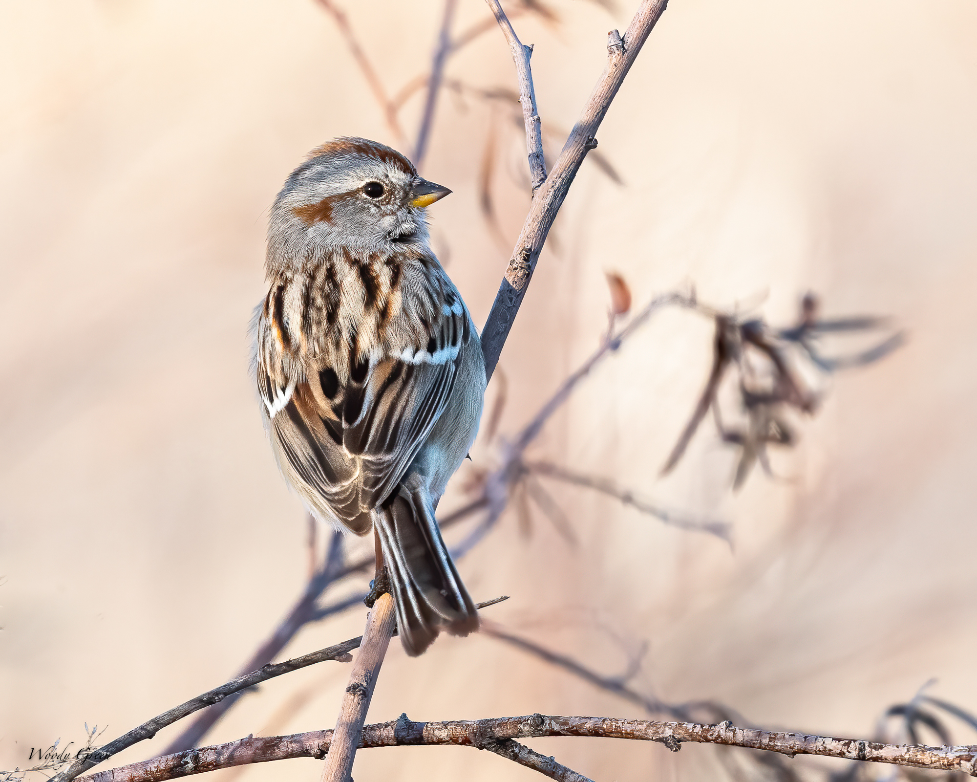 TreeSparrow-580.jpg